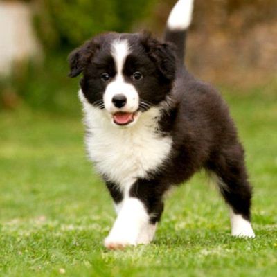 Comprar Border Collie en Asturias